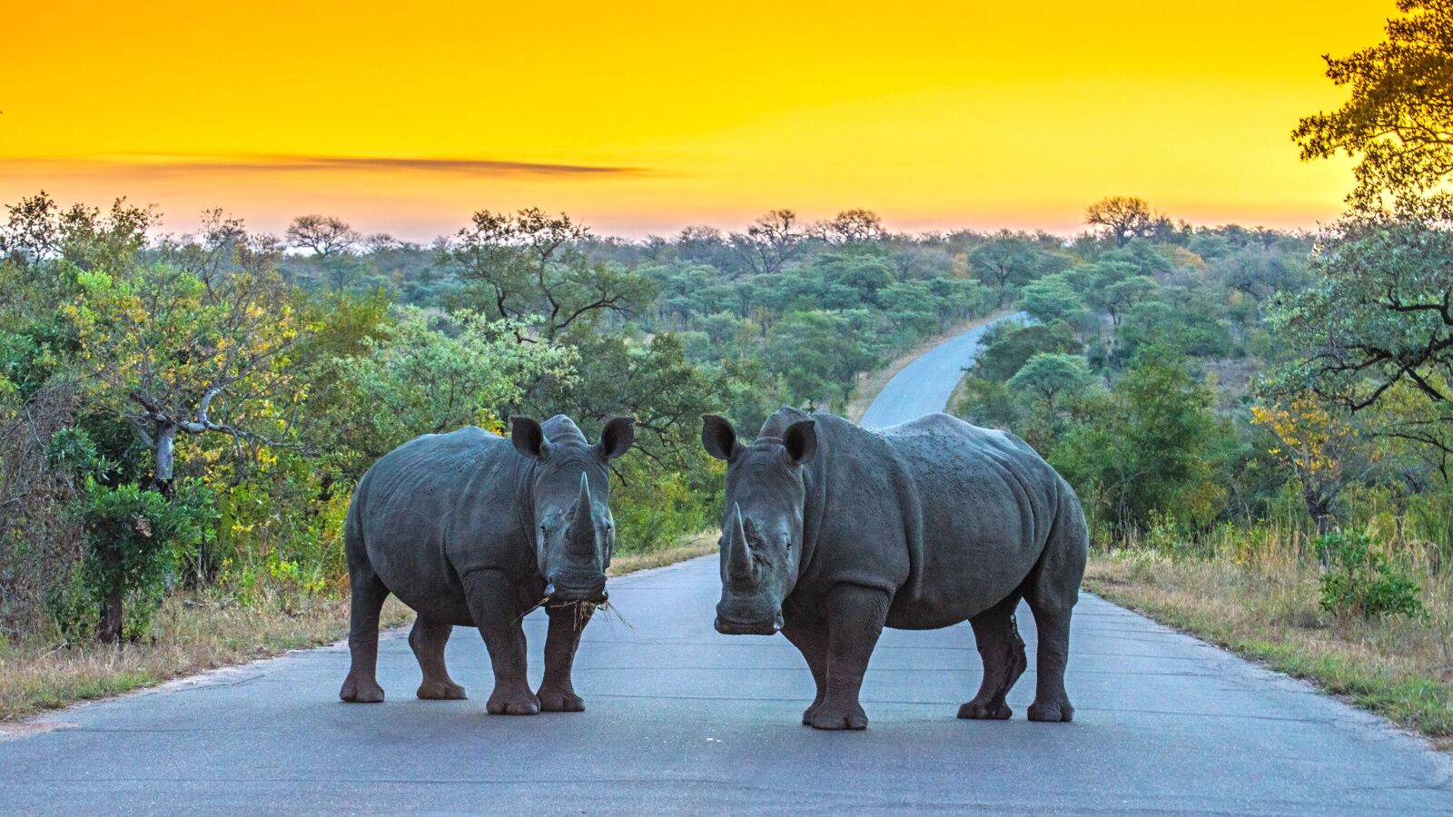 where is kruger national park -rhinos at sunset 