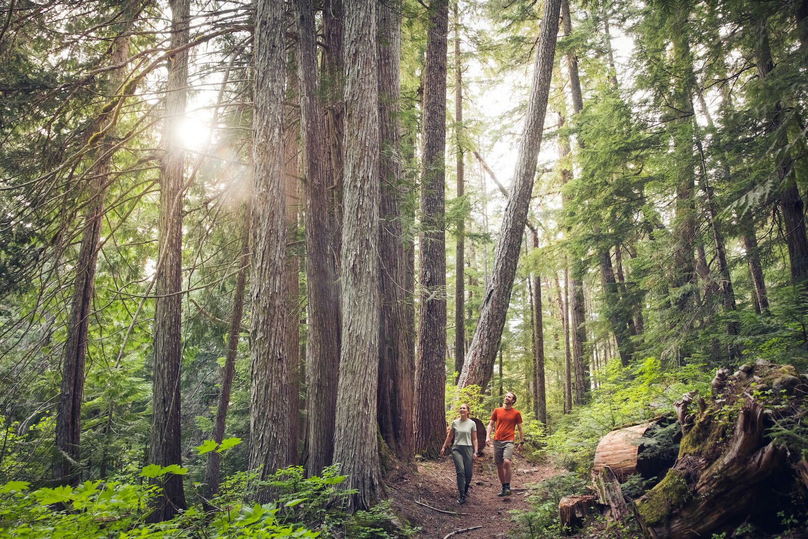 whistler hiking ancient cedars trail