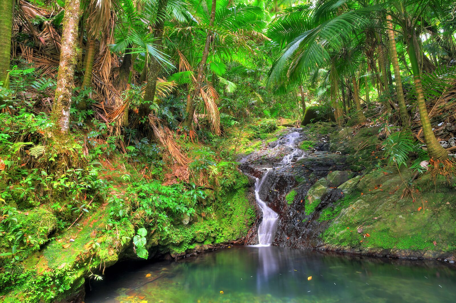 Small cascade in El Yunque national forest, Puerto Rico