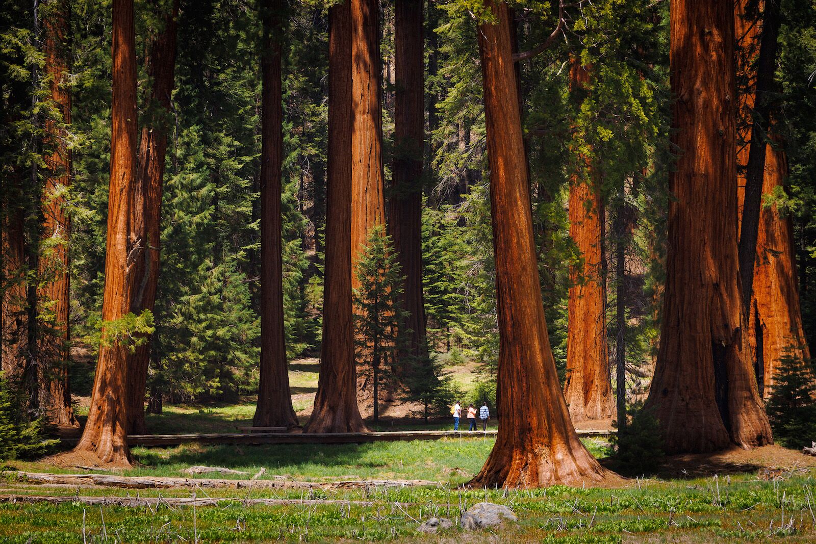 Sequoia big trees people walking