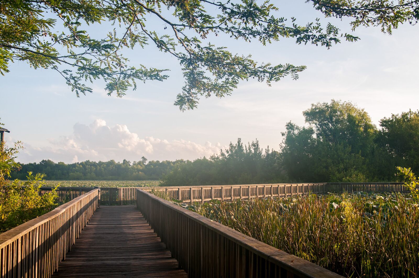 Cullinan Park, Sugarland, Texas near Houston. Humid summer morning in a southern park. Golden sunrise coming up over the swamp filled with lily pads. Wooden boardwalk stretching out into the plants.