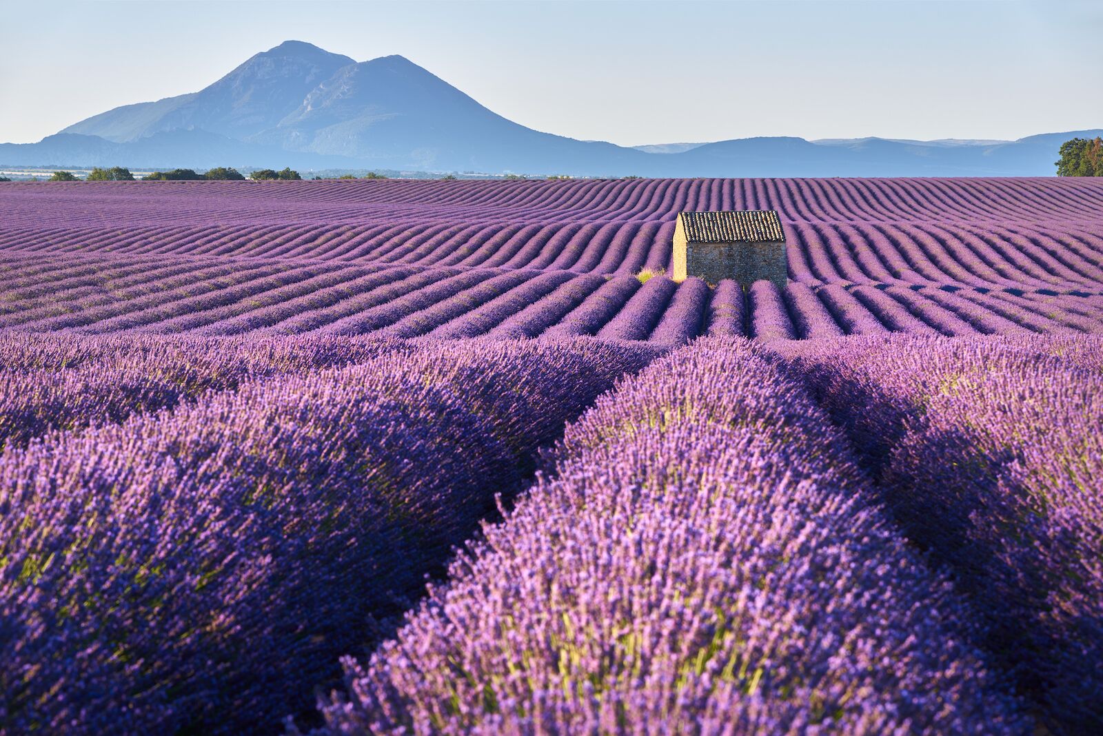 Lavender in the plateau de Valensole in Provence, France