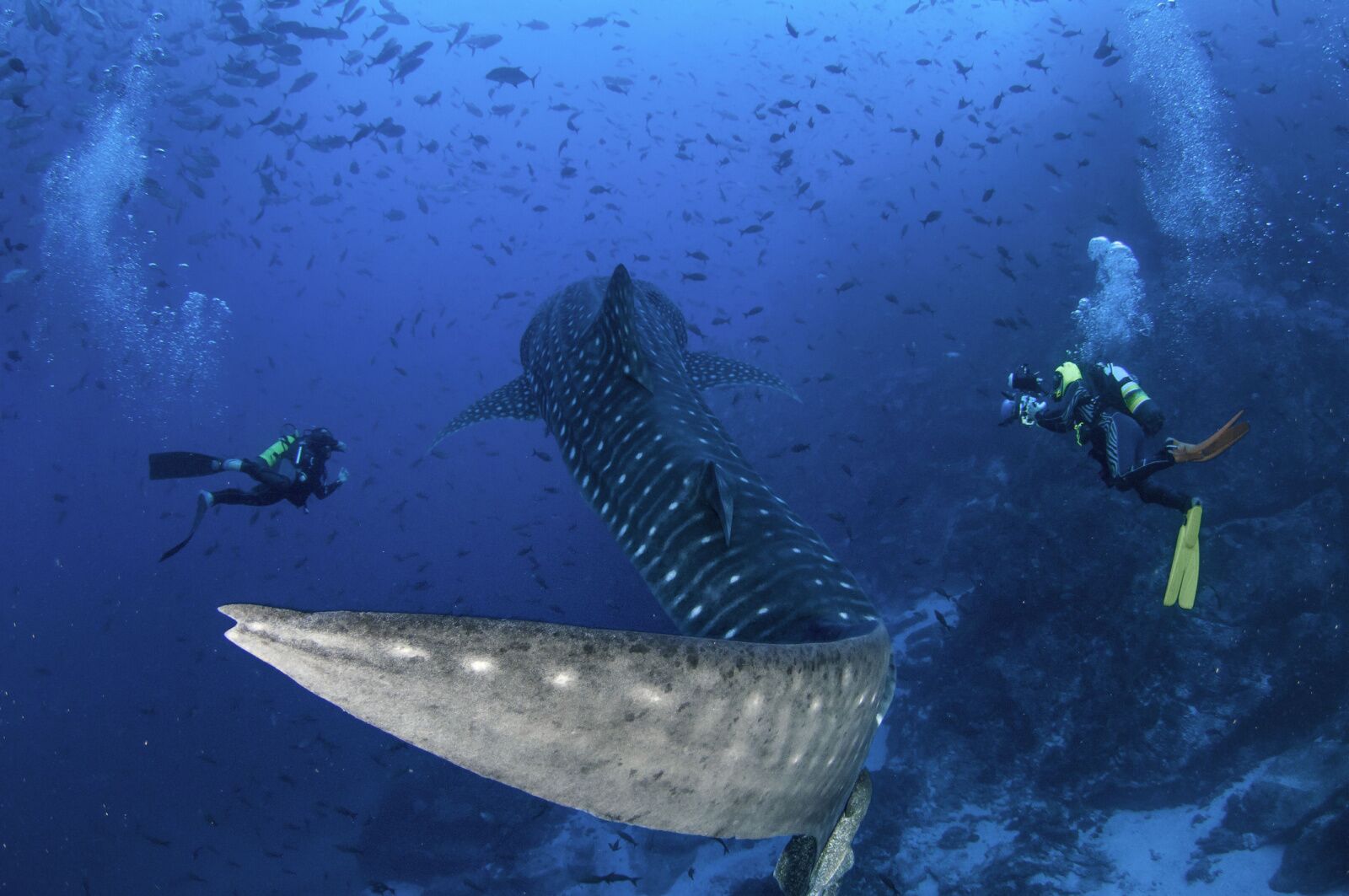 whale shark costa rica diving cocos 