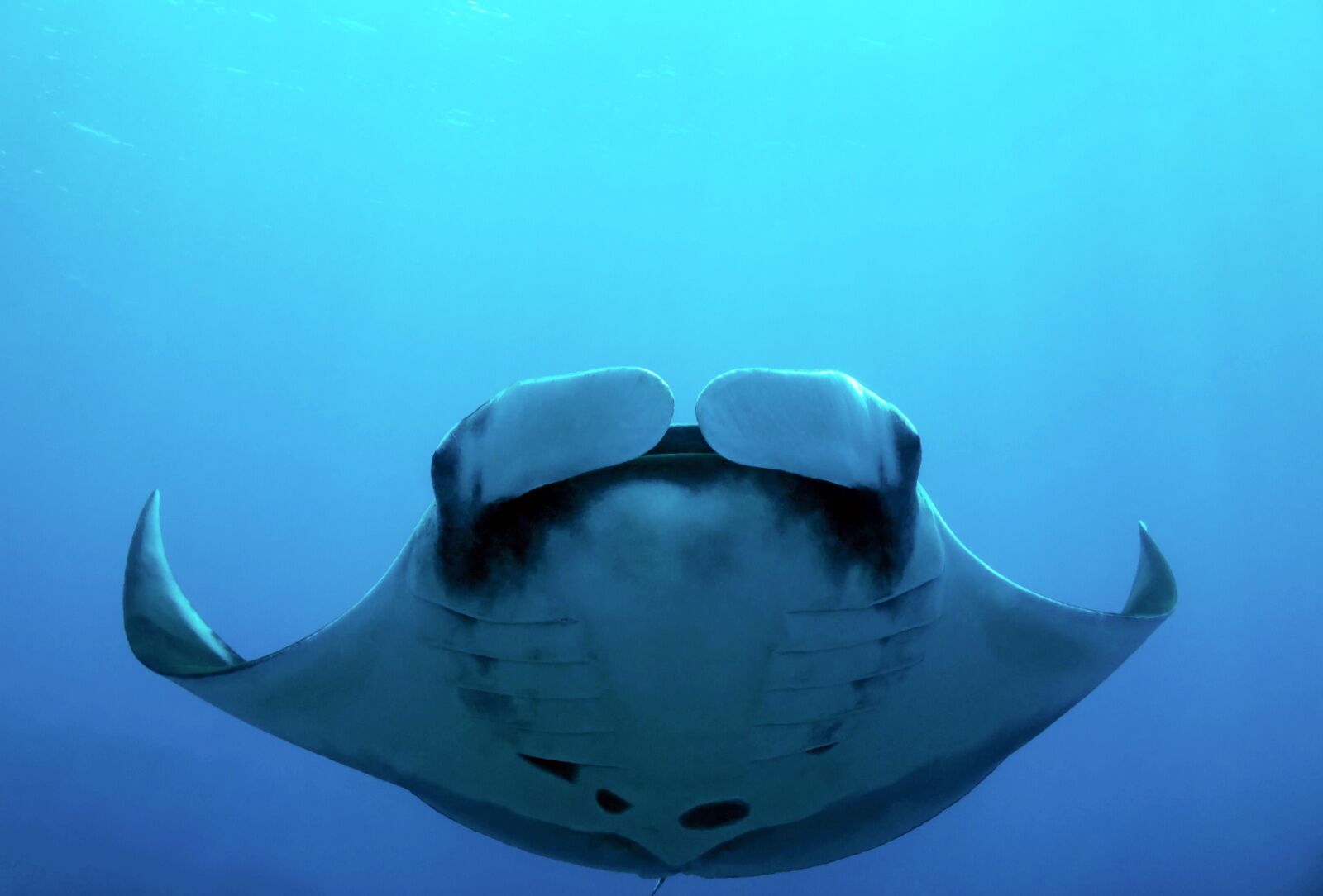 costa rica diving manta ray