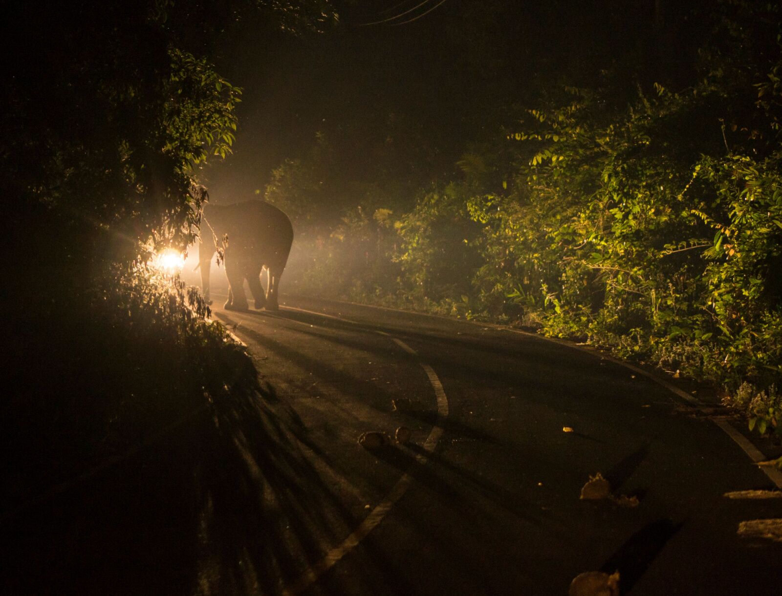 safari safety stranded after dark elepehant