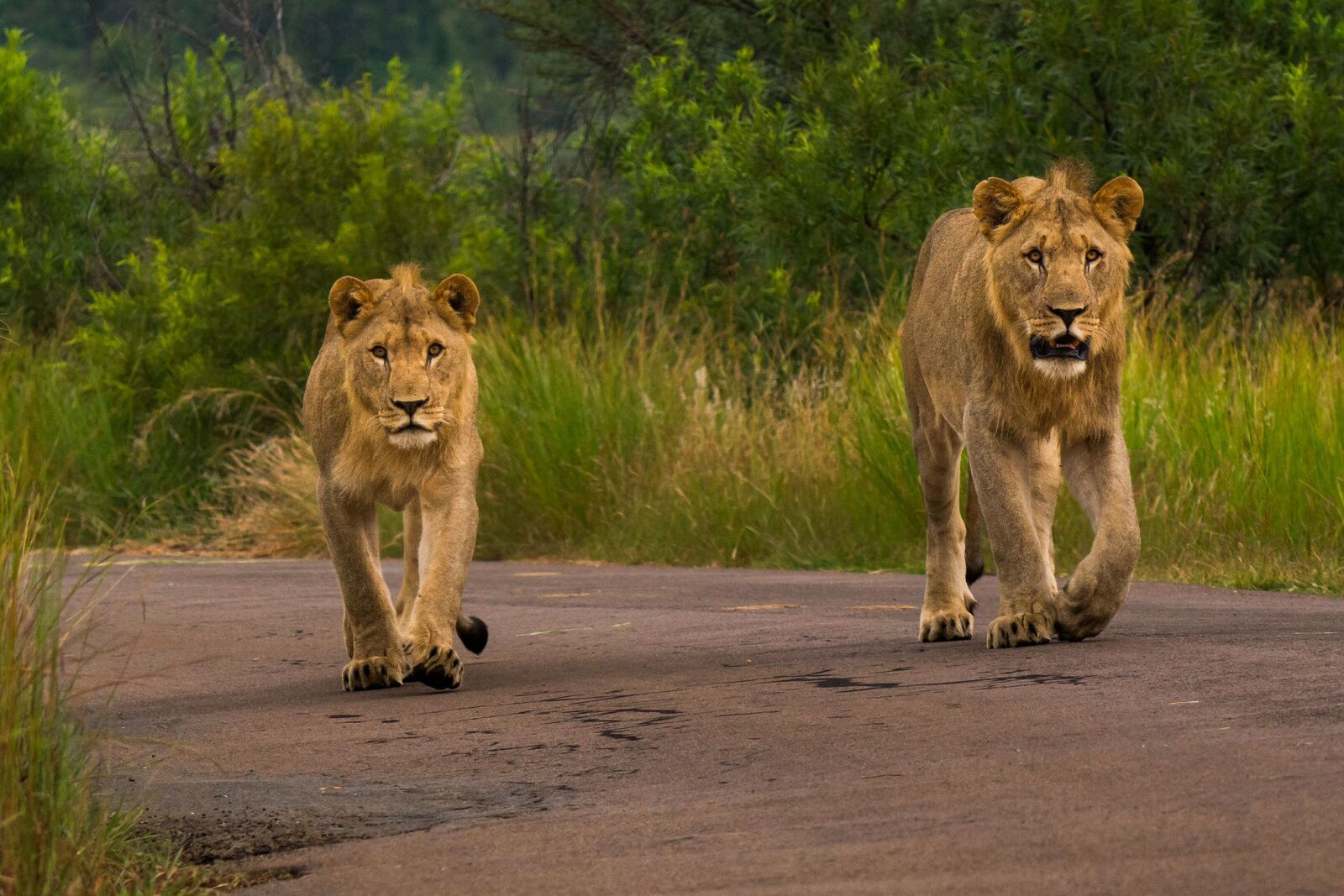safari safety - lions in pilanesberg national park