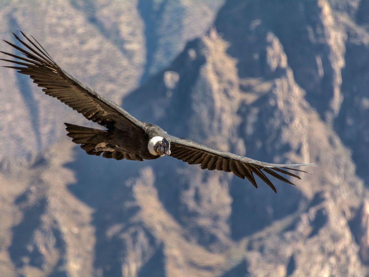 A Guide To Andean Condor Viewing In Peru s Colca Canyon