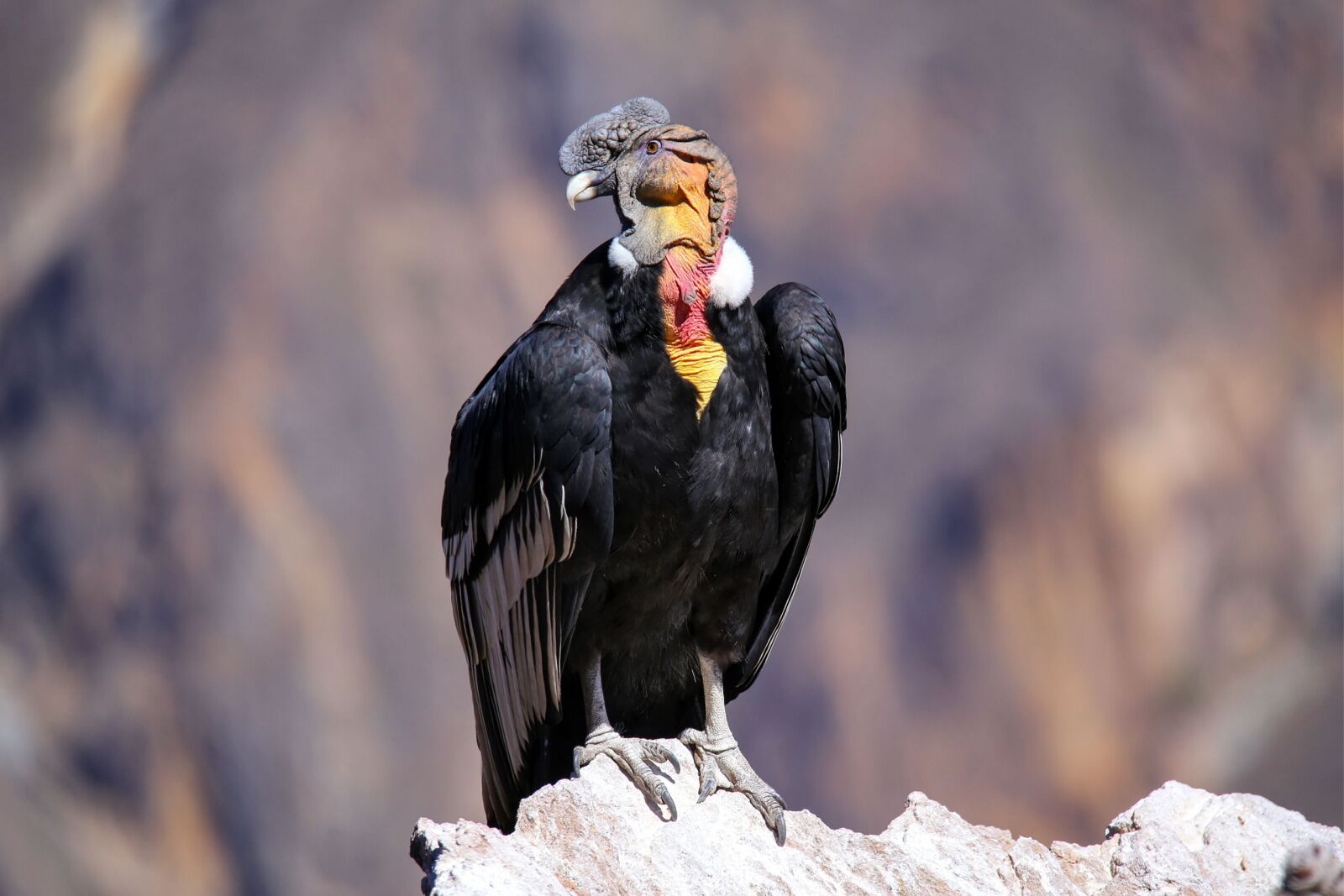 andean condor in colca canyon peru