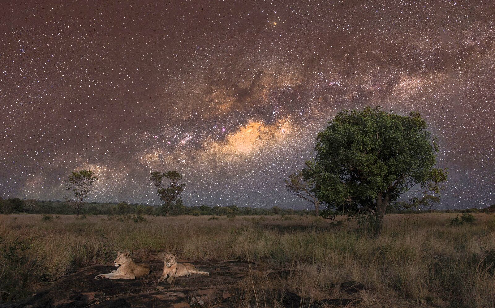 lions at night africa sky
