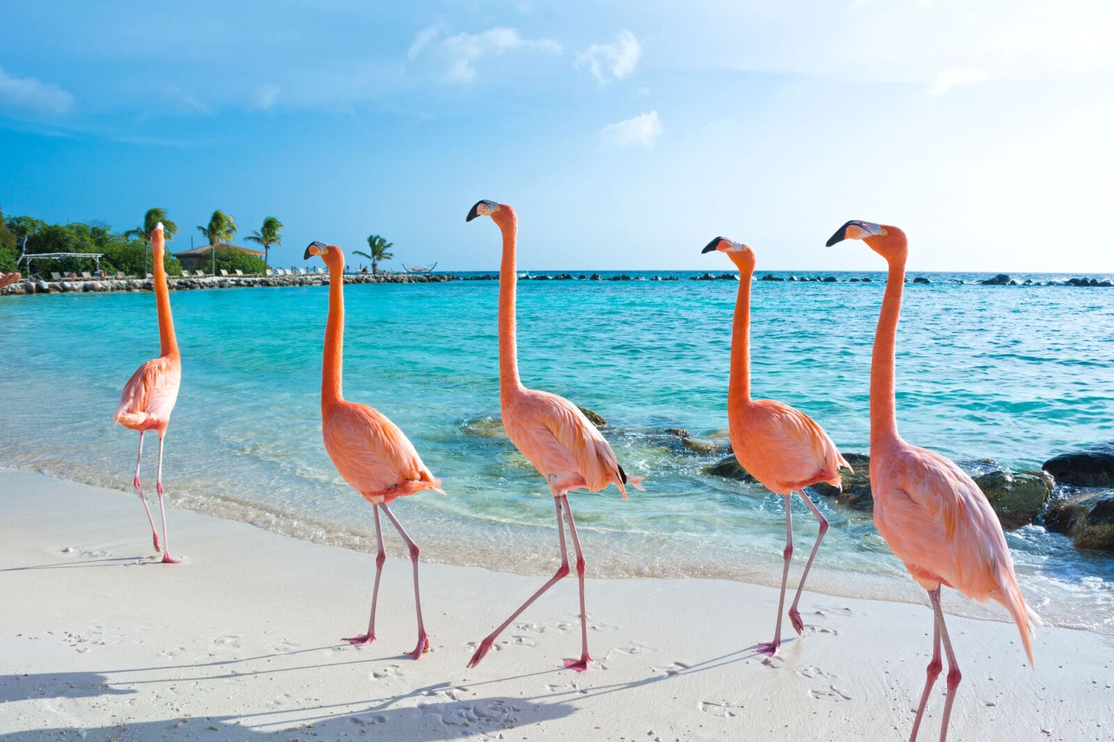 cheap flights to the caribbean - flamingos in aruba