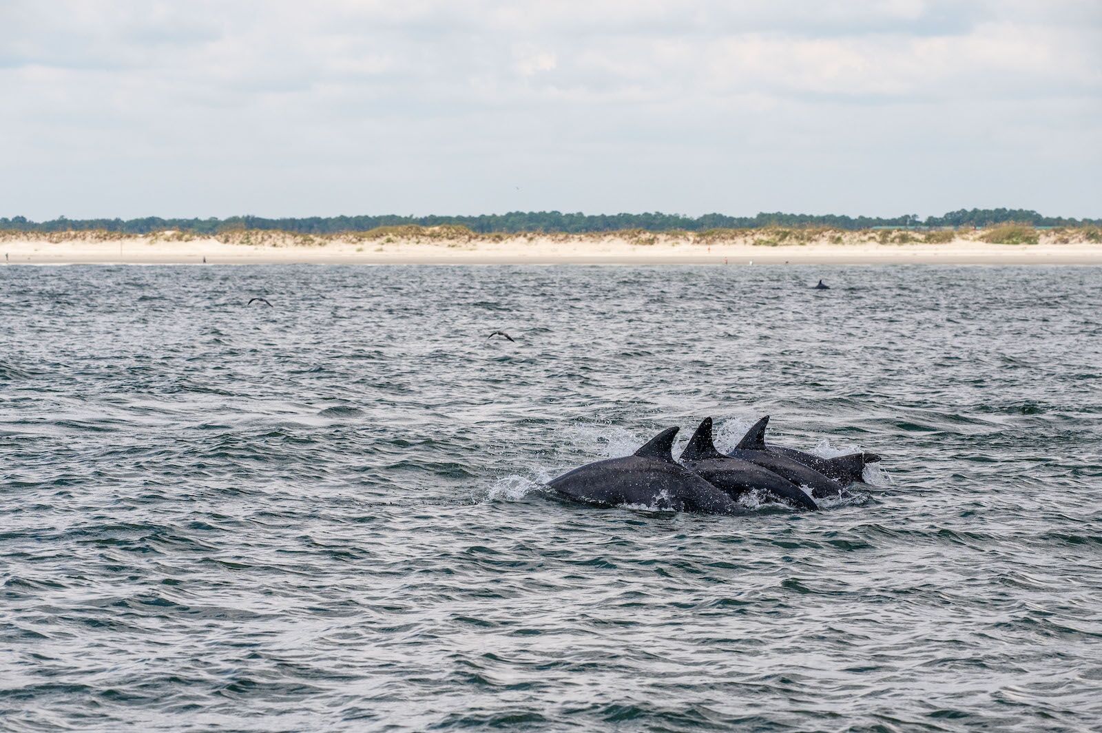 dolphins in north myrtle beach 