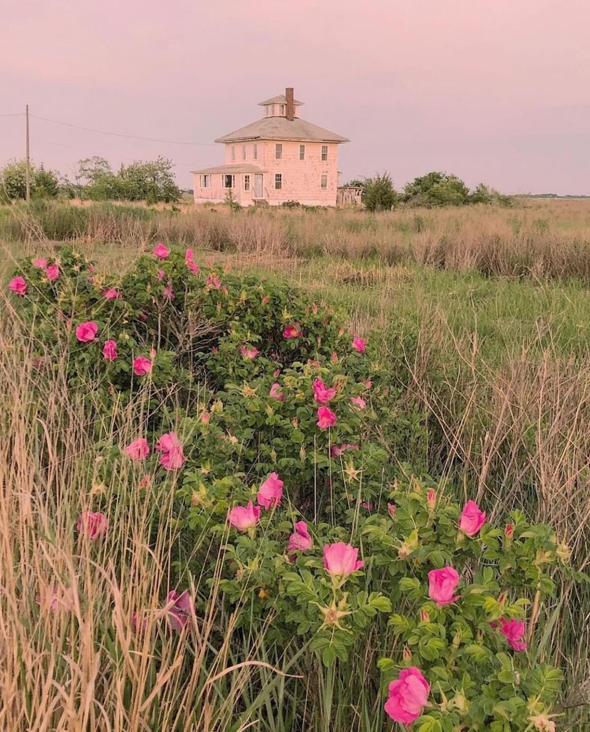 Pink House in marsh with flowers