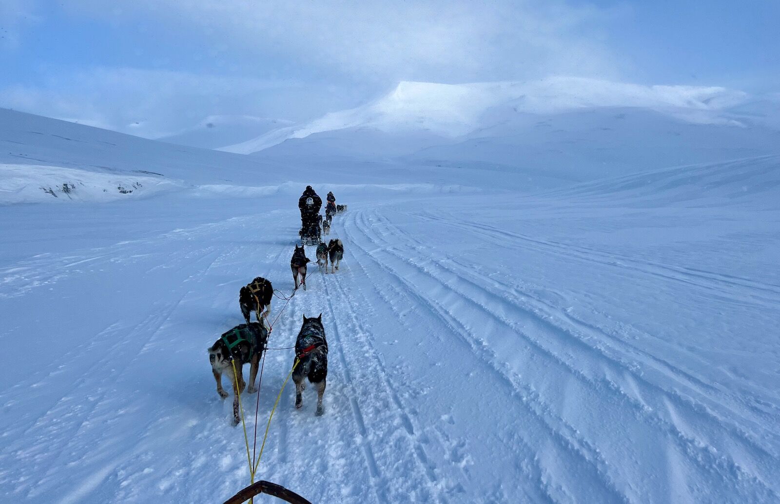 svalbard dog sledding with huskies
