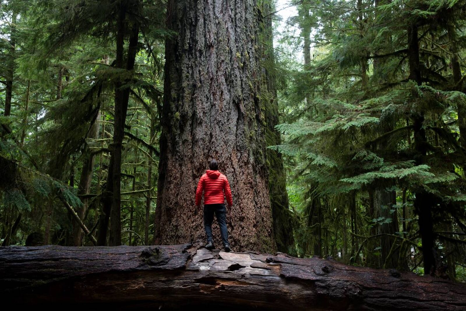 Hiking around Cathedral Grove on Vancouver Island