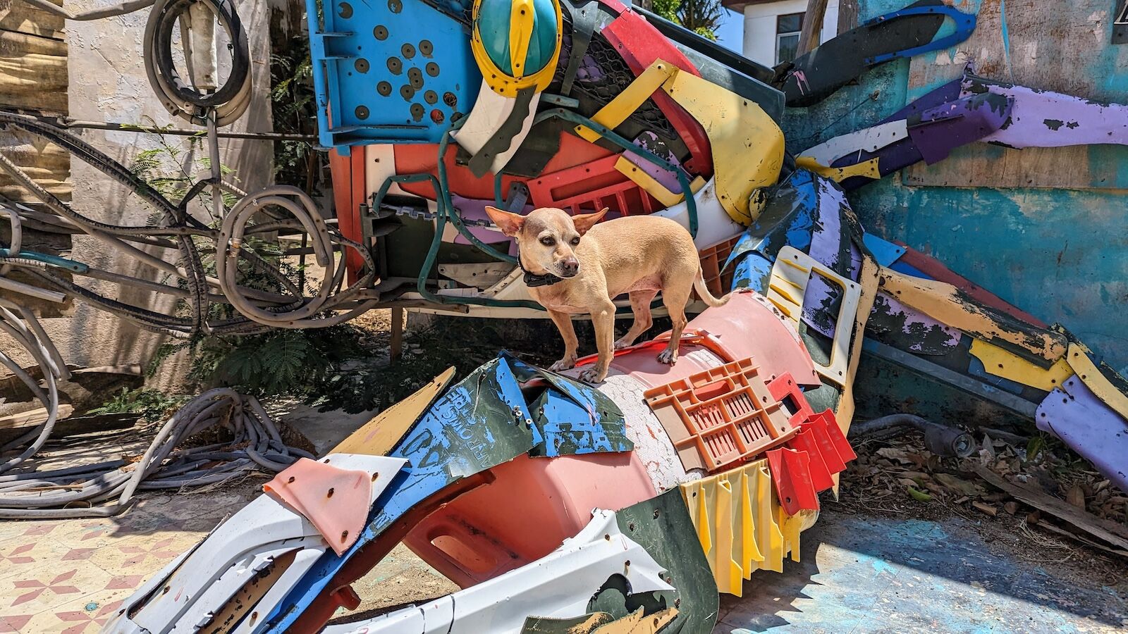 dog on an art tour san nicholas aruba