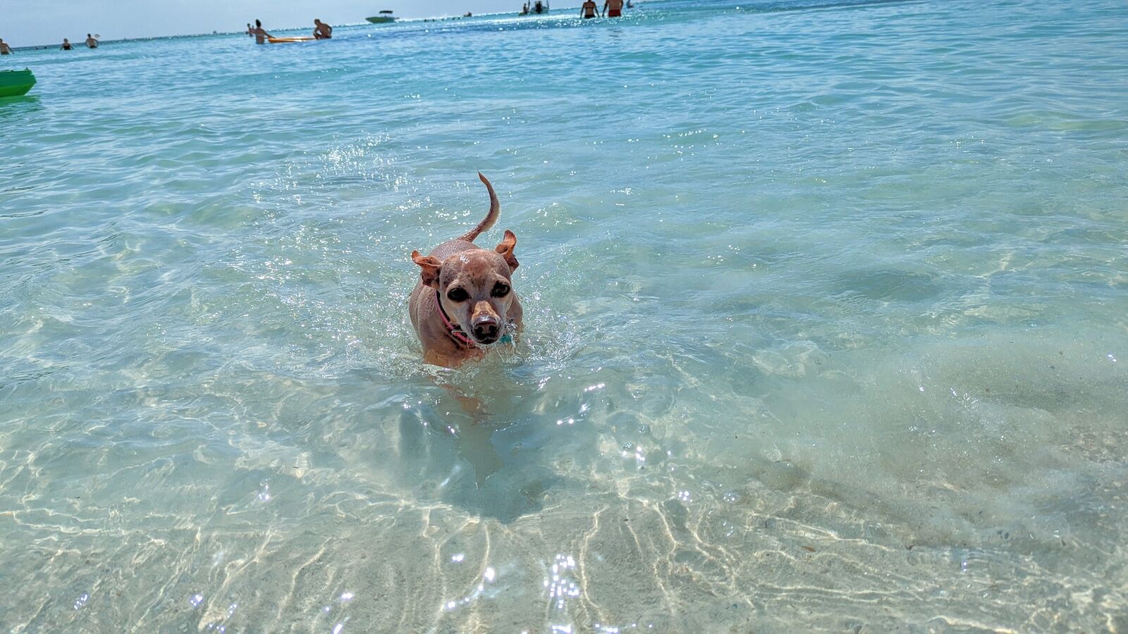 dog on the beach in aruba