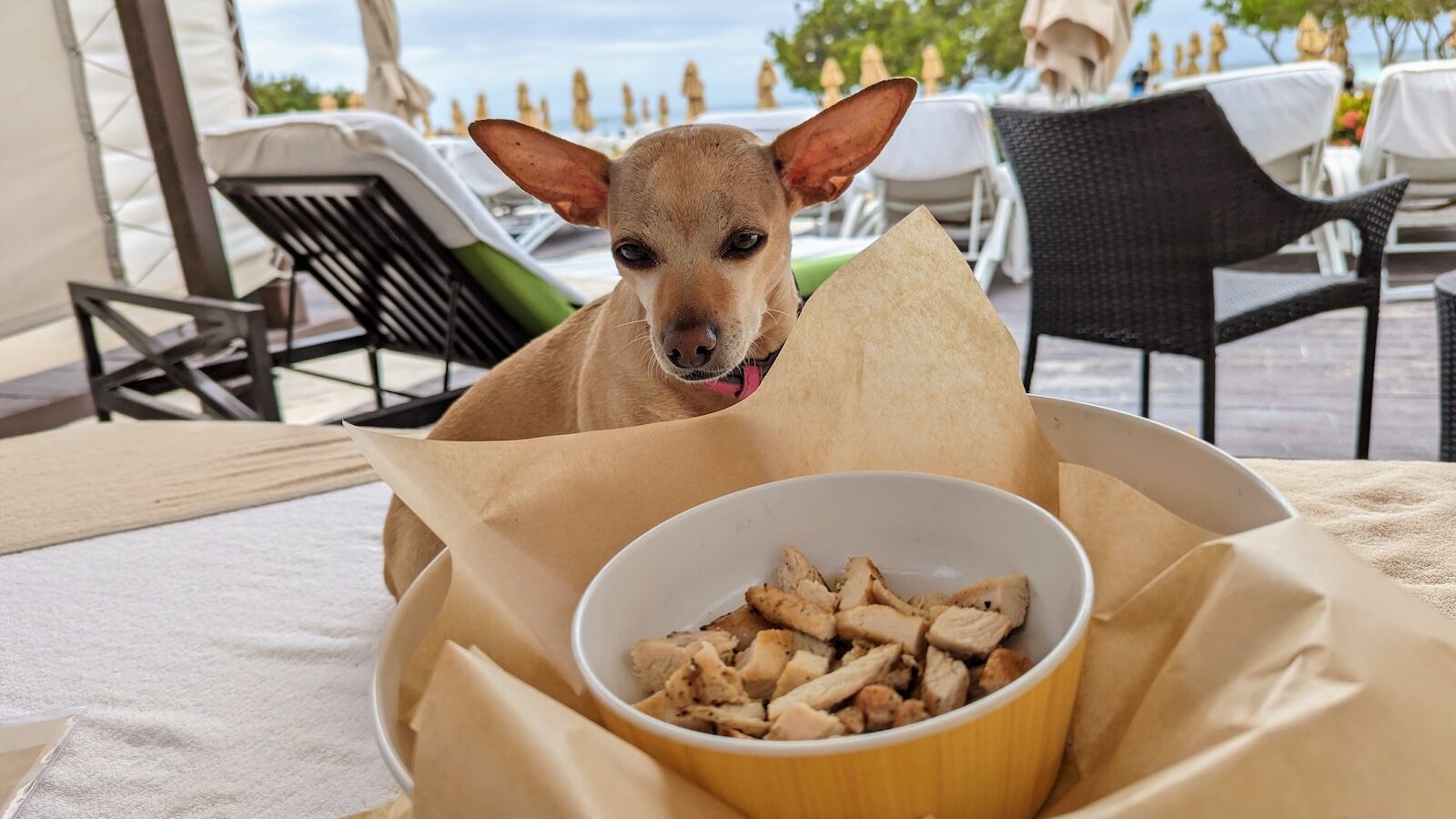 dog eating chicken bowl ritz carlton aruba