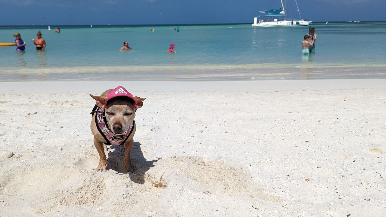 dog on a beach in aruba