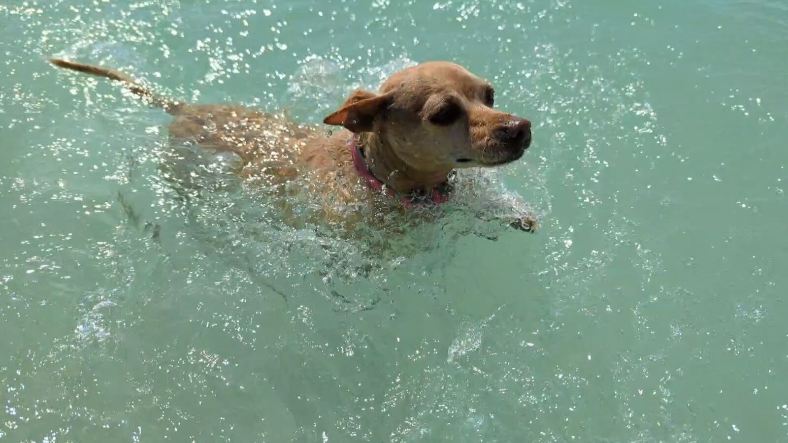 dog swimming in aruba