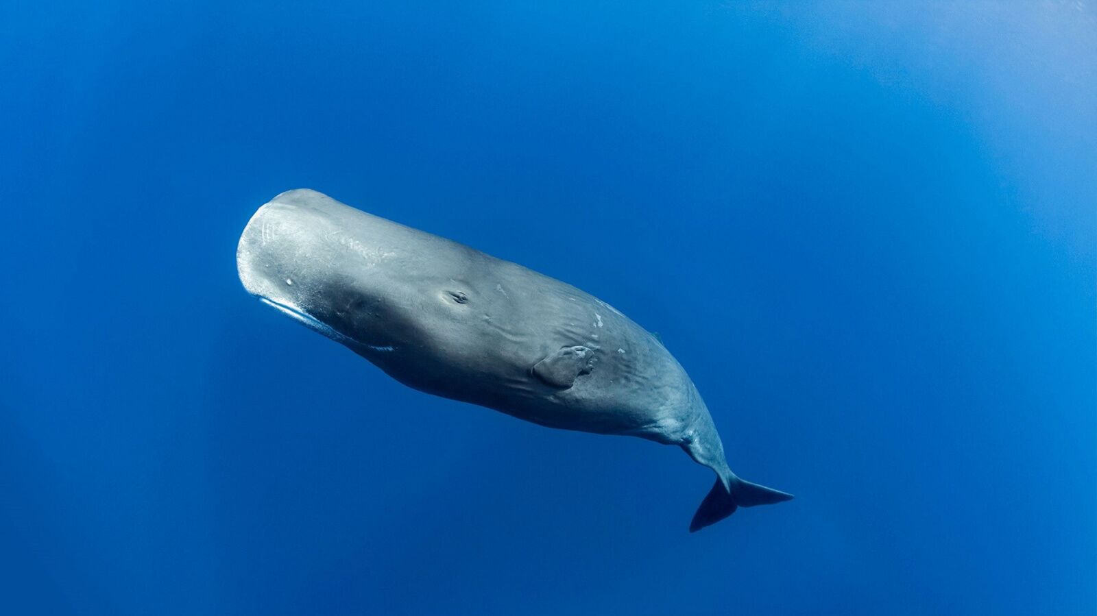 sperm whale in dominica - dominica vs the Dominican republic