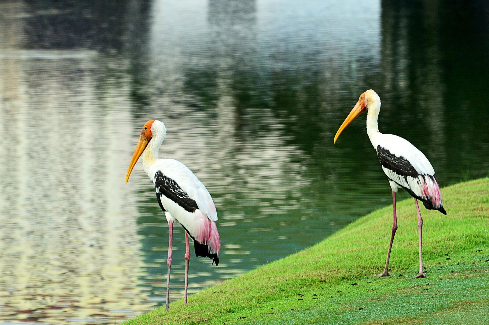 audubon golf courses - birds near a pond