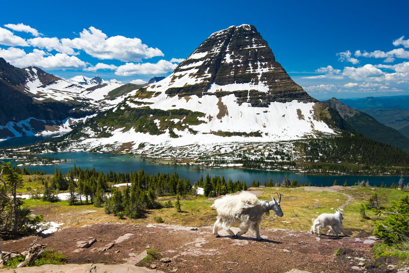 yellowstone vs glacier - glacier mountain goats