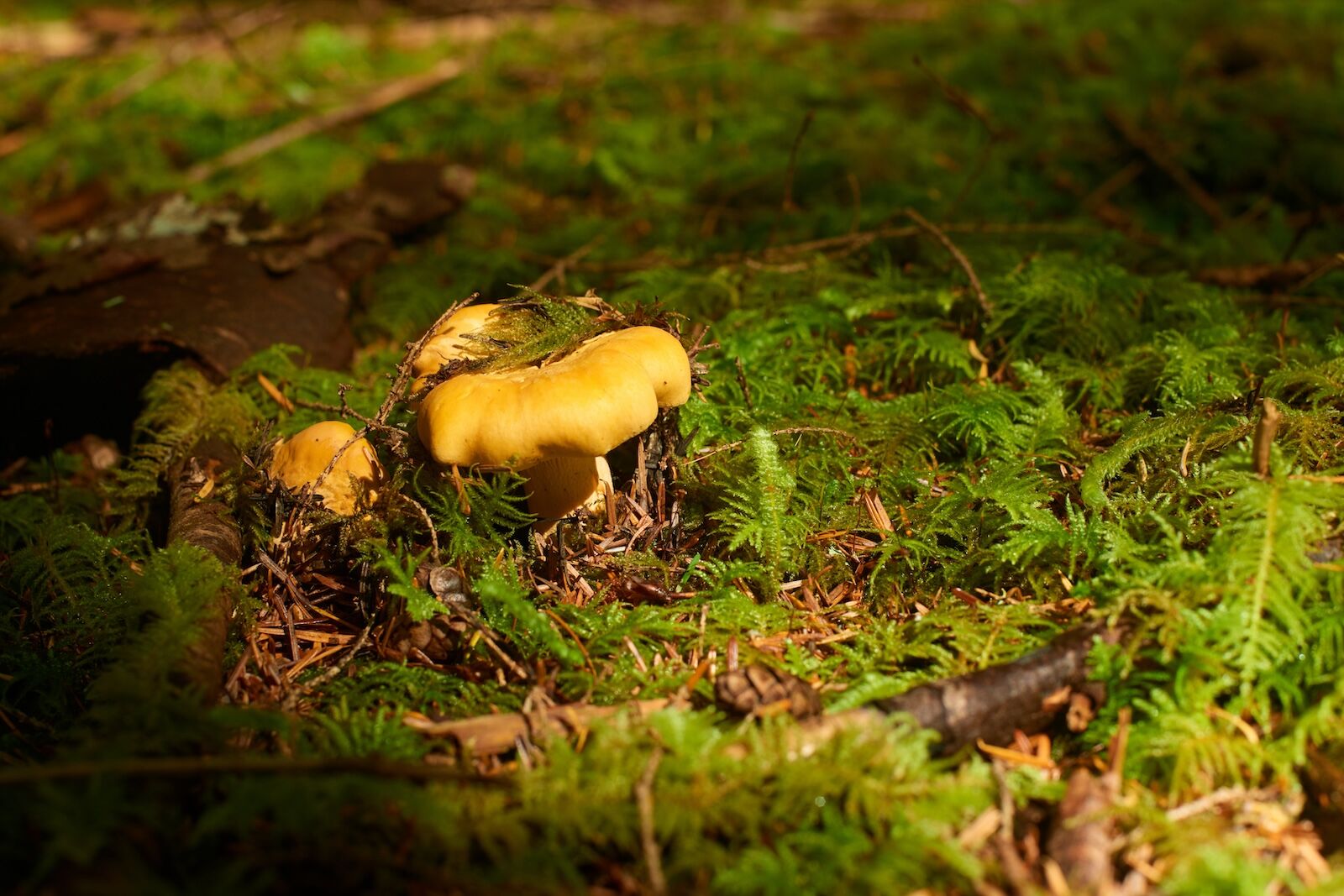 Yellow chanterelles grow out of moss in an Oregon forest.