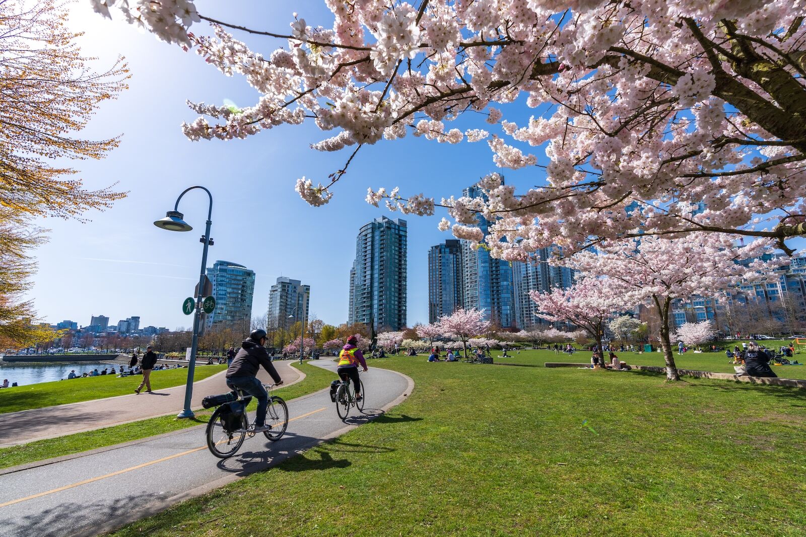 Biking past cherry blossoms