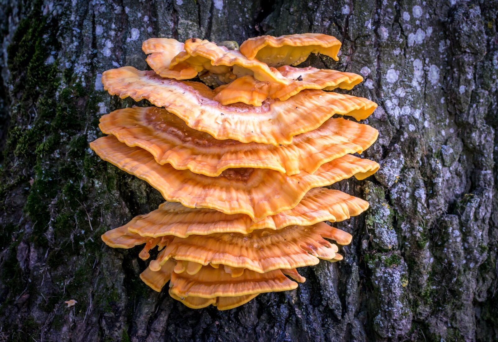 laetiporus or chicken of the woods growing on a tree, fungi, fungus, mushrooms.