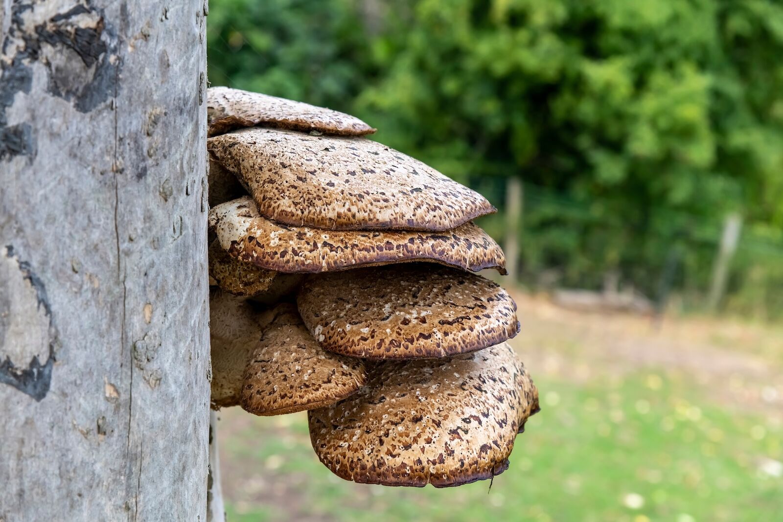 Close up view of layers of Dryad’s Saddle fungus (Polyporus squamosus) on the side of a wooden pole with the background green out of focus