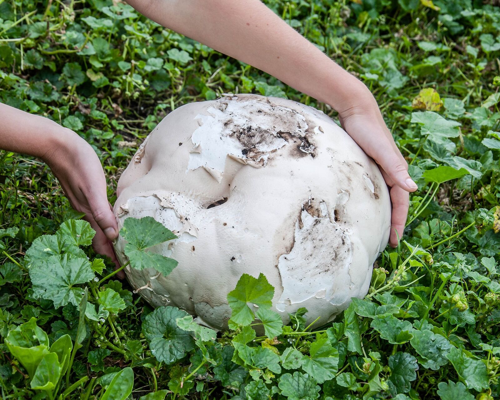 Giant puffball in hands is edible and medicinal mushroom, it grows in sunny places