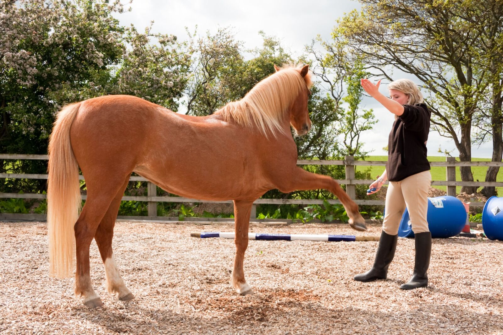 woman doing groundwork at equine therapy retreat