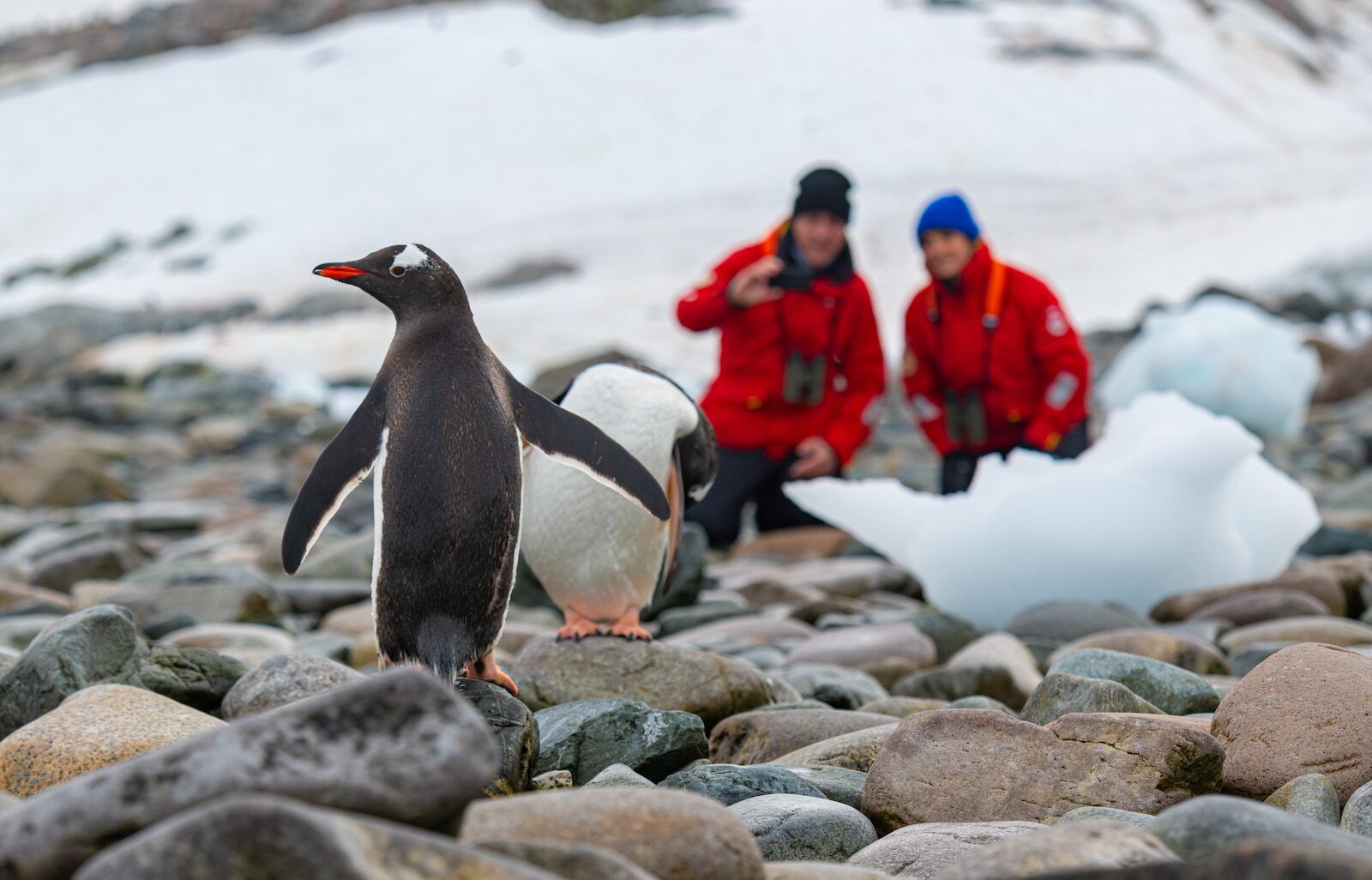 viking guests and gentoo penguins in antactica