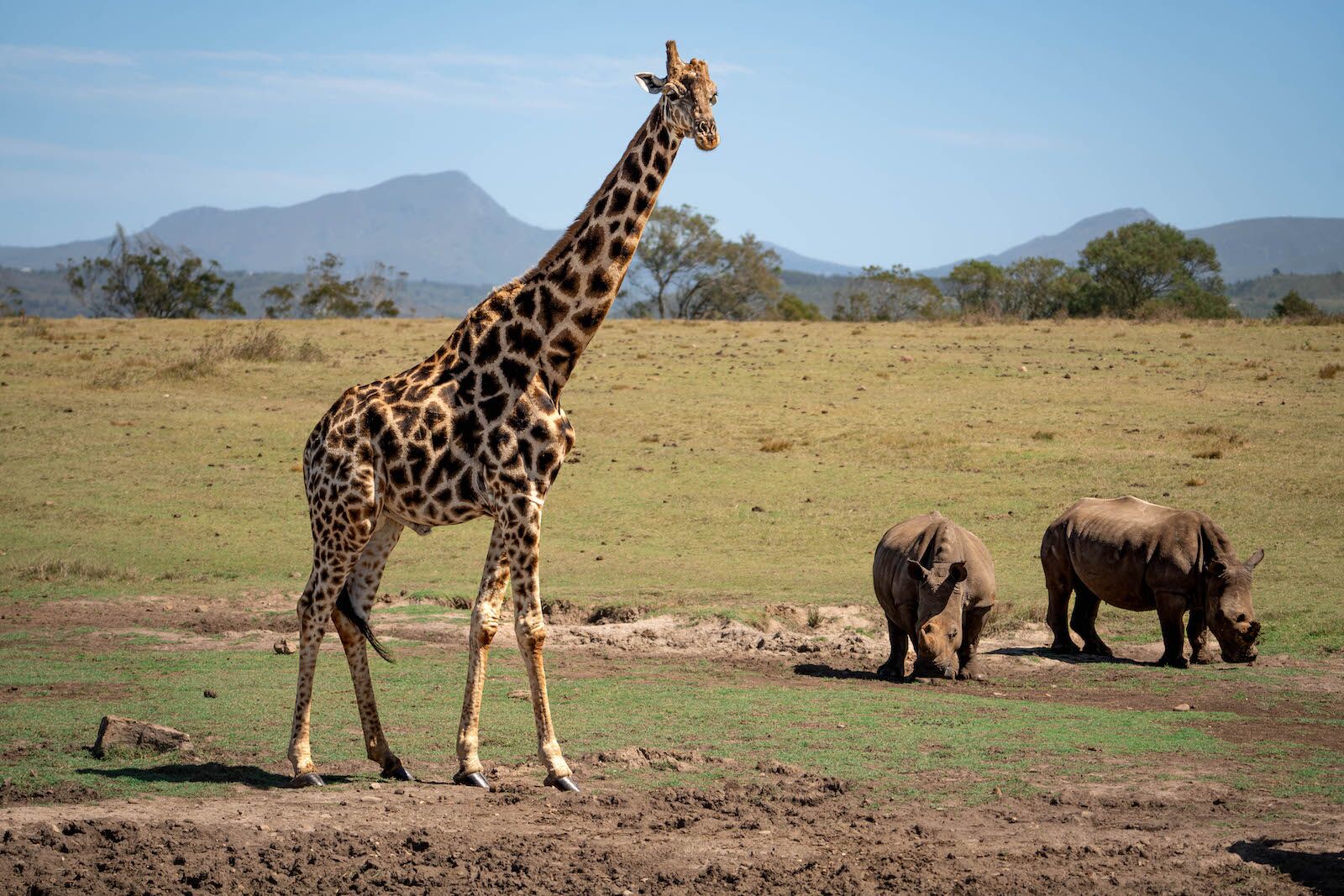 best countries for safari drives - giraffe in SA