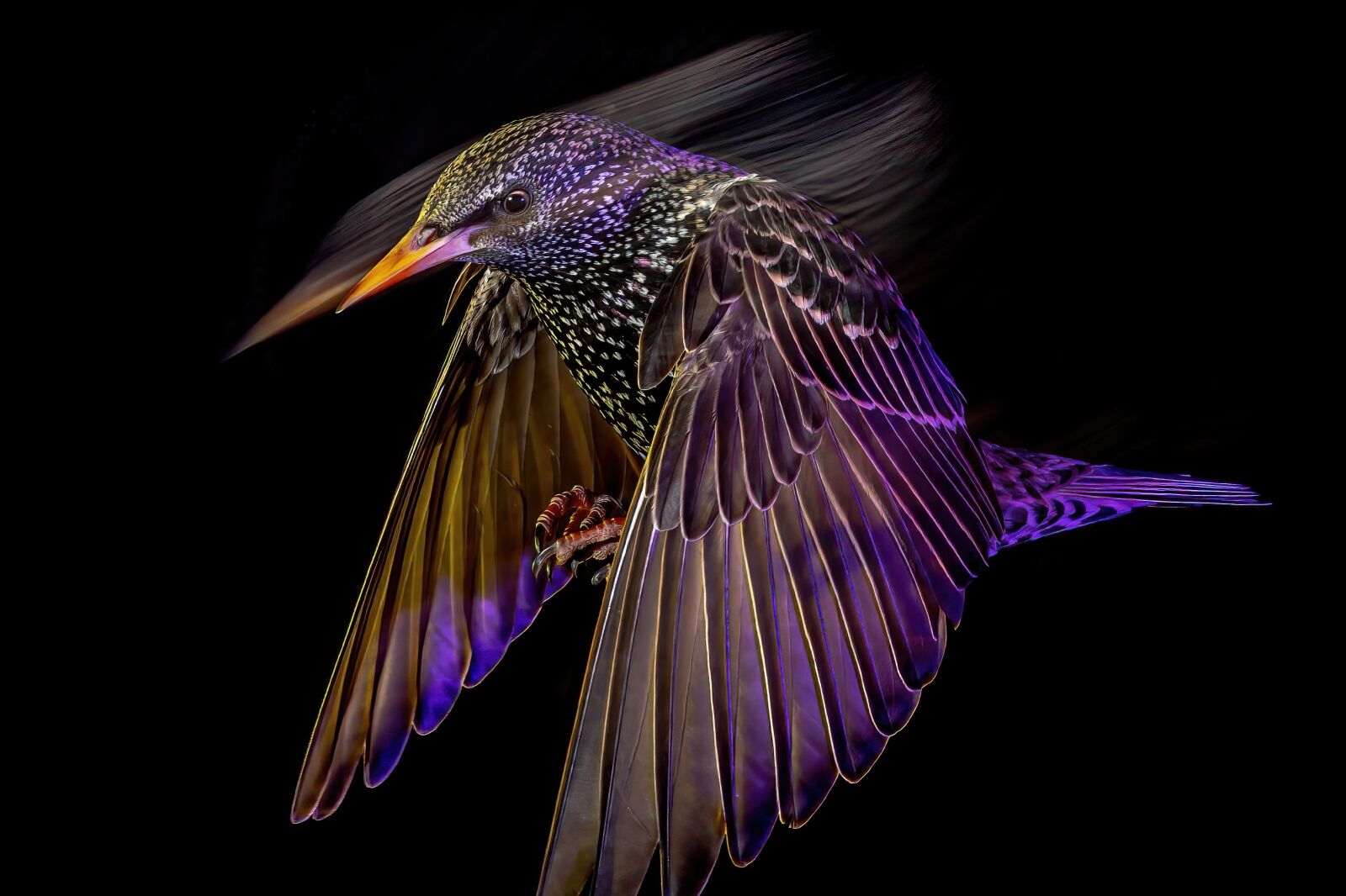 Starling at night one of the submissions to British Wildlife Photography Awards 2024