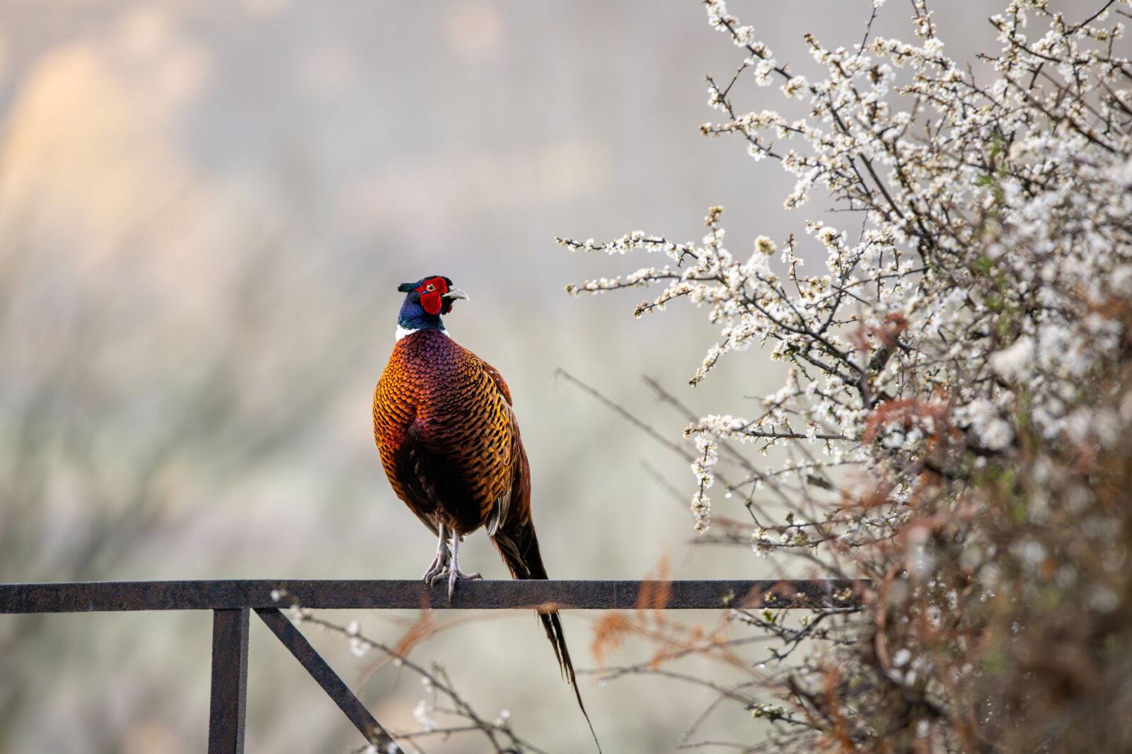 Pheasant on fence in Wales a photo winner in British Wildlife Photography Awards 2024