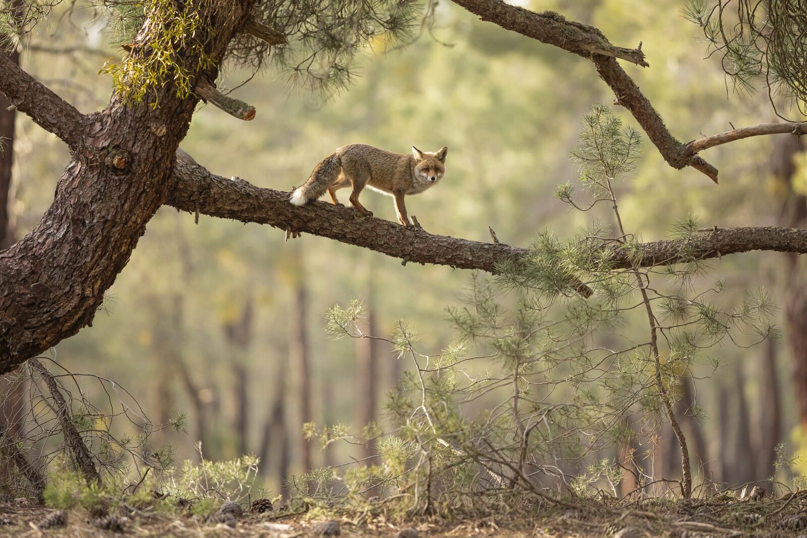 Fox on tree in England one of the submissions to British Wildlife Photography Awards 2024