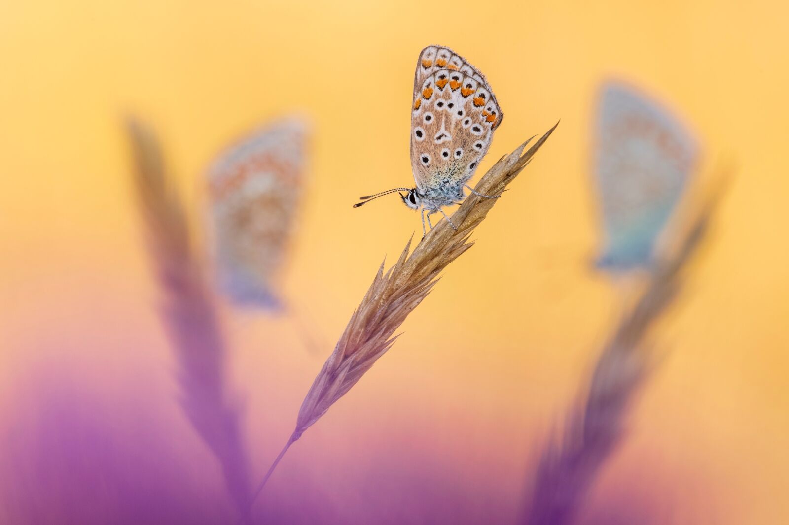 butterflies on wheat in england to British Wildlife Photography Awards 2024