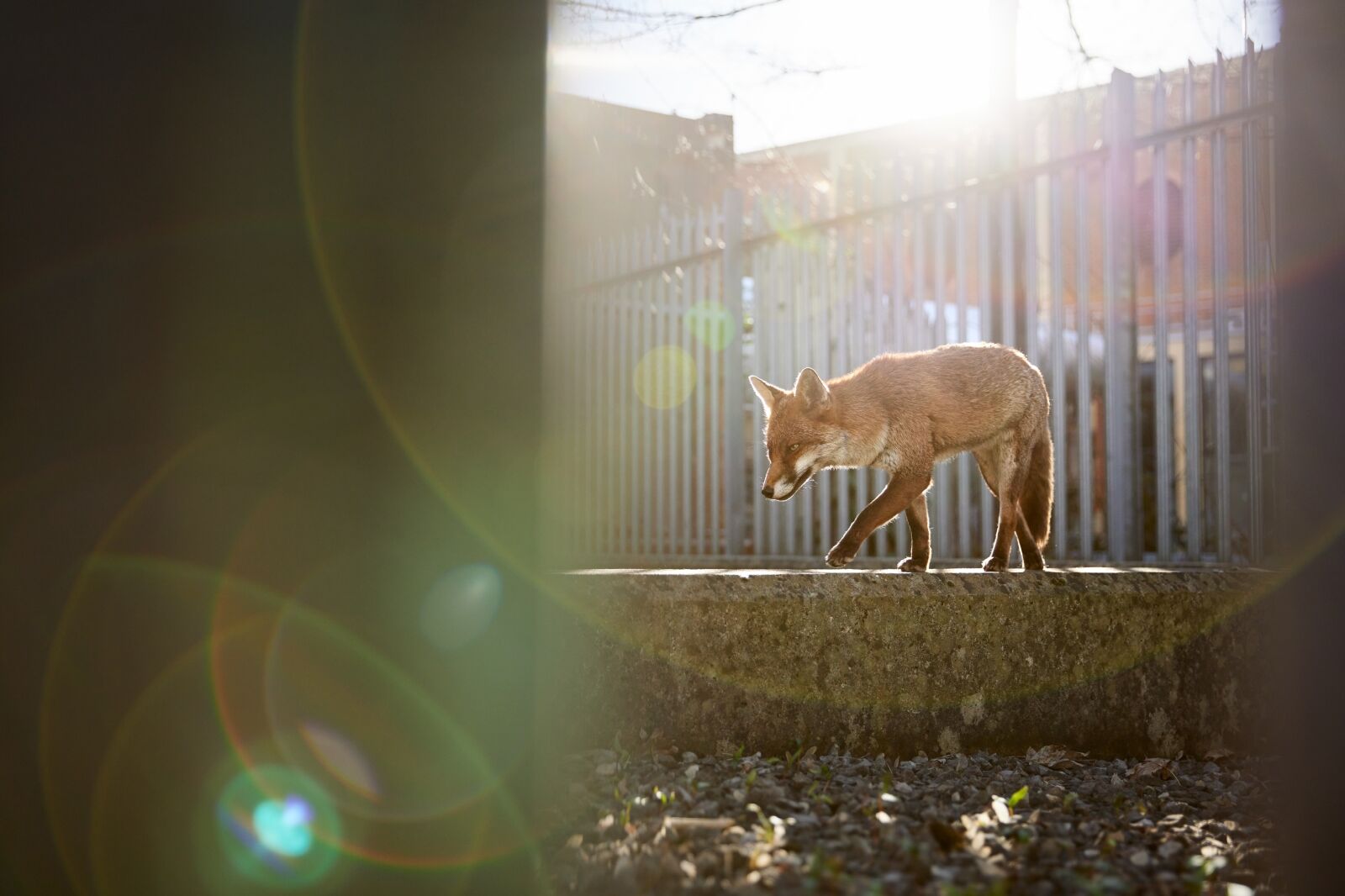 Red fox in Bristol, England one of the submissions to British Wildlife Photography Awards 2024