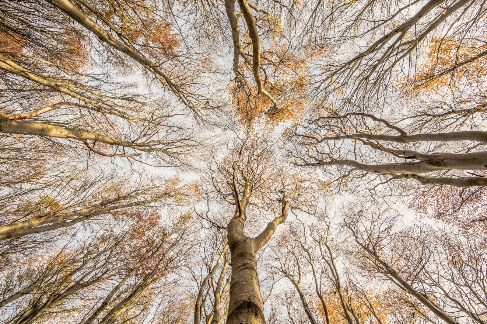 Beech trees in East Lothian, Scotland one of the submissions to British Wildlife Photography Awards 2024
