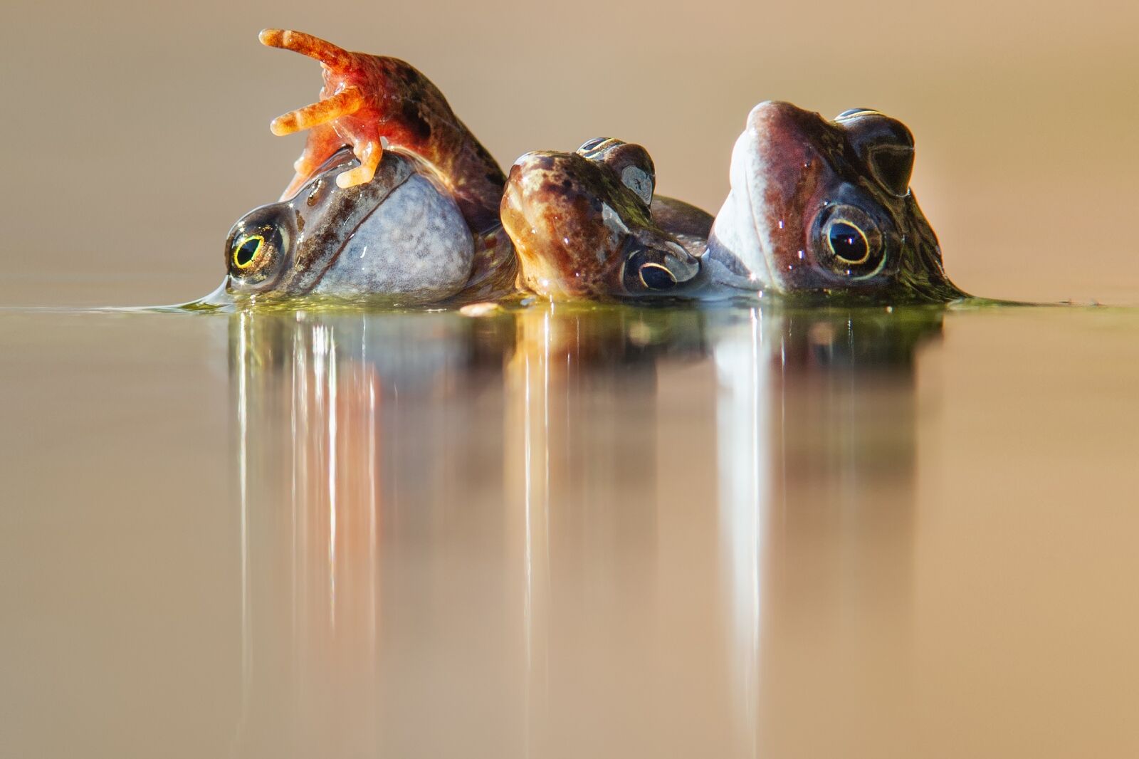 Three frogs in water in Scotland one of the submissions to British Wildlife Photography Awards 2024