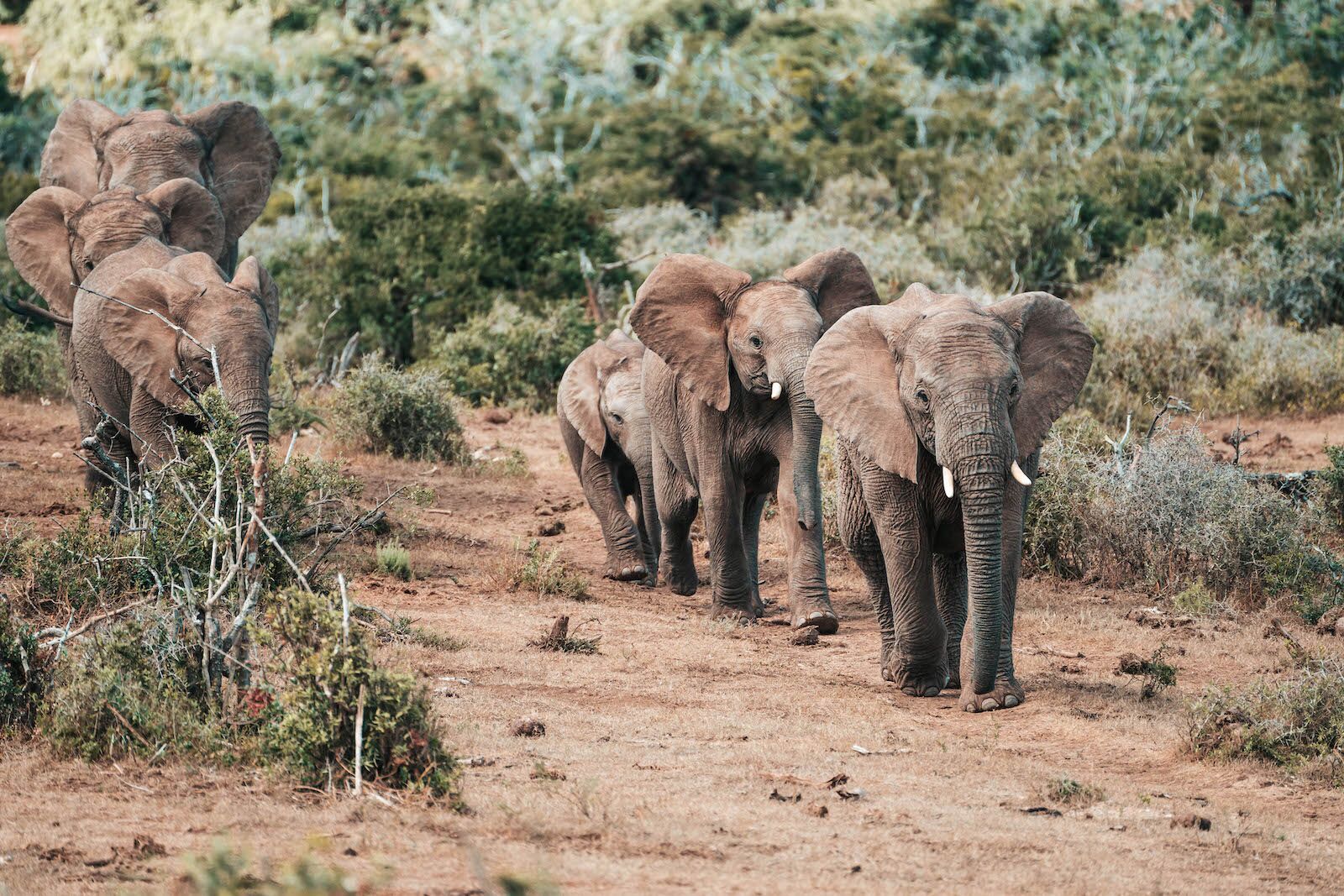 african cruises - elephants in addo safari cruise