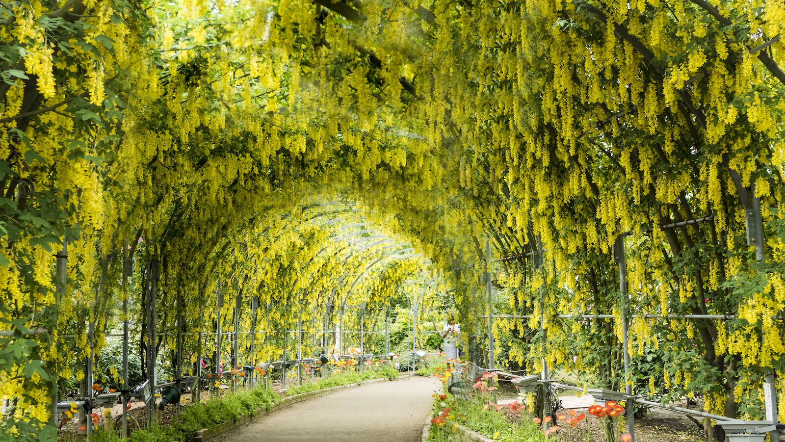 Tunnel of laburnums in bloom at the Ashikaga Flower Park in Japan where the Great Wisteria Festival takes place.