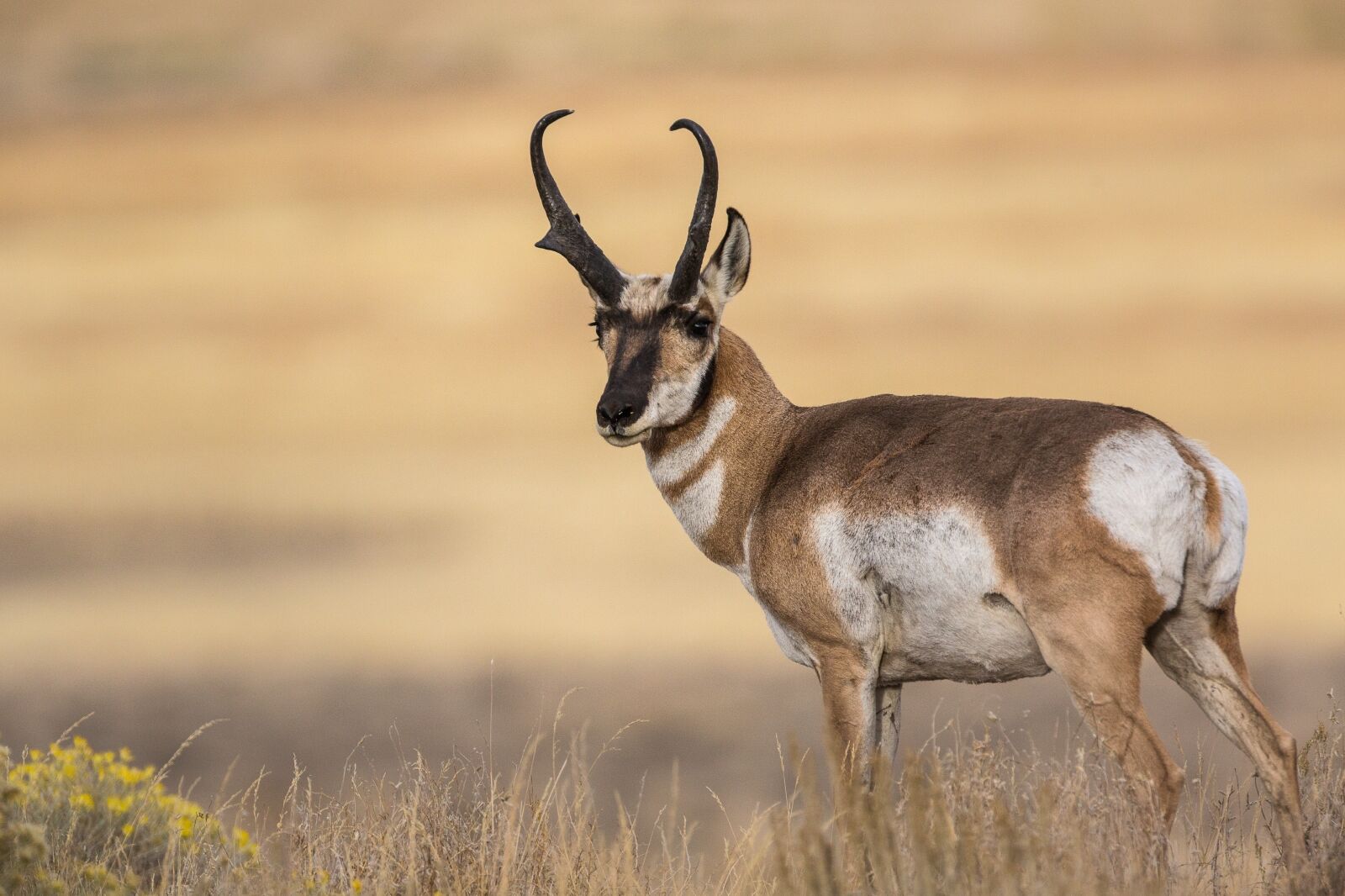 American pronghorn in Oregon Outback