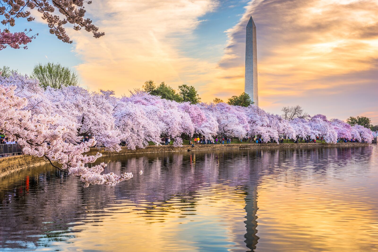 Cherry blossoms surrounding the Tidal Basin in the National Mall in Washington, DC