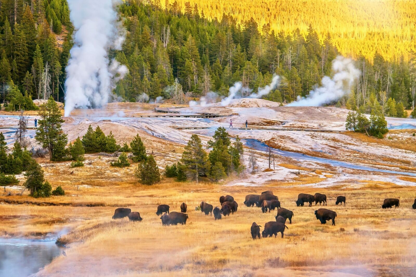 bison in yellowstone - best countries for safari trips