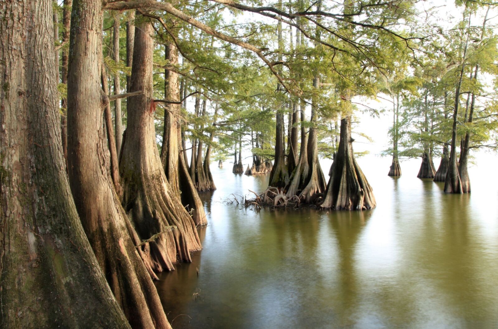 swamp walking - cypress trees in swamp