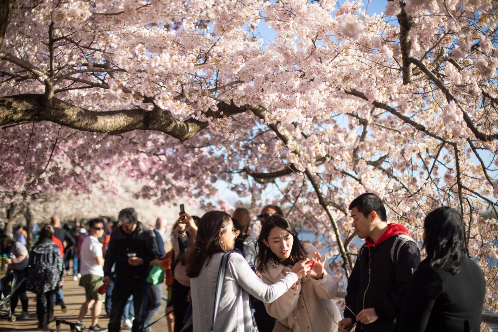 dc cherry blossom festival crowds