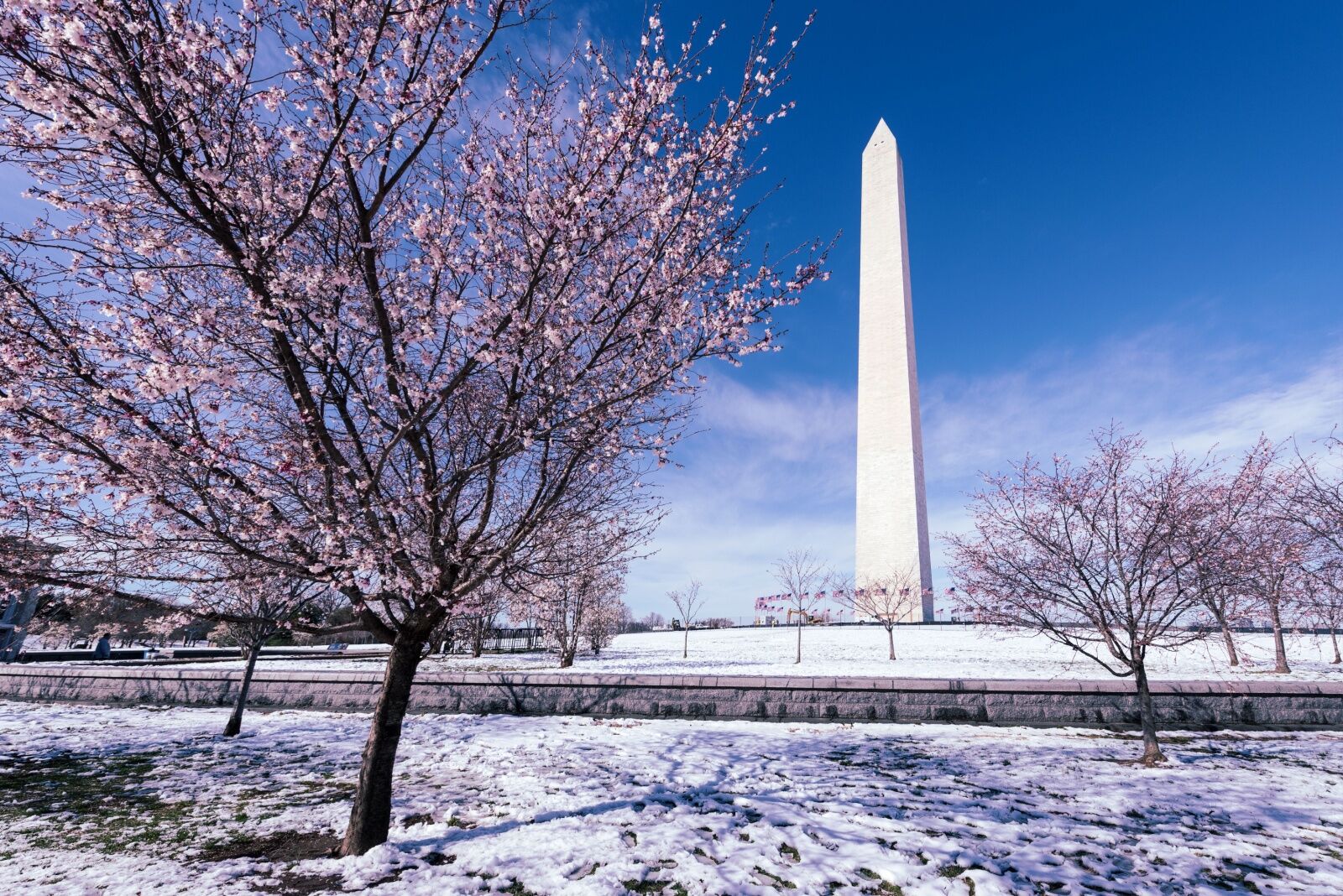 dc cherry blossoms covered in snow