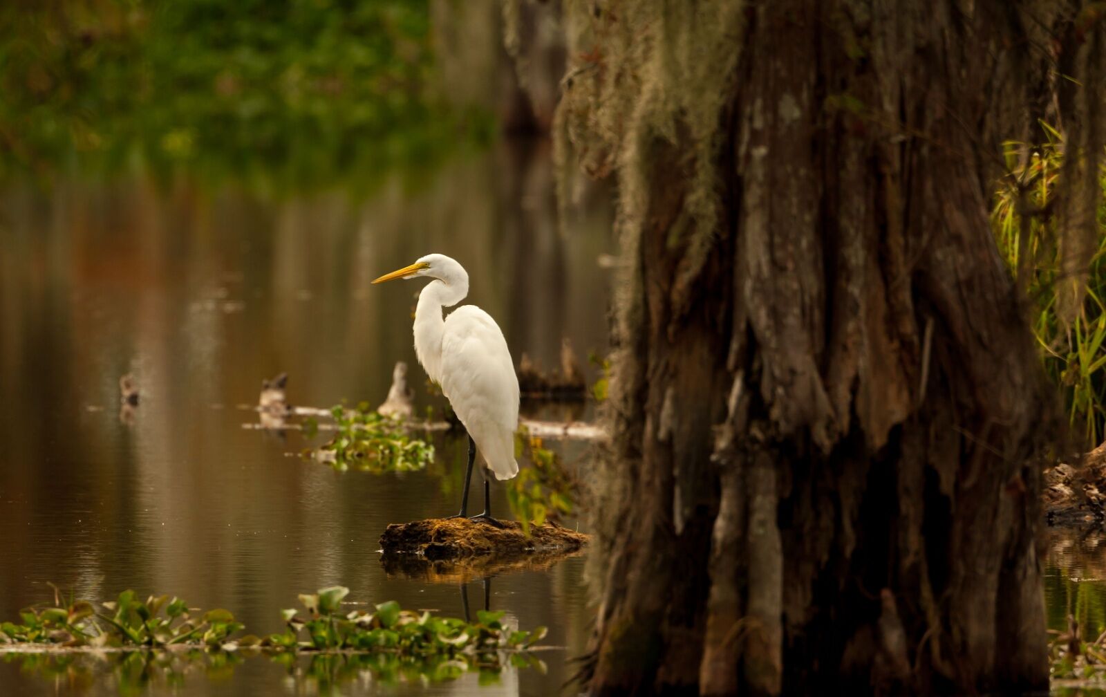 an egret seen on a swamp walk